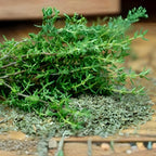 2 Thyme Plants Live for Planting, French Thyme, 4-Inch Tall, Fresh Edible Herb for Kitchen Gardens, Easy to Care Indoor Plant
