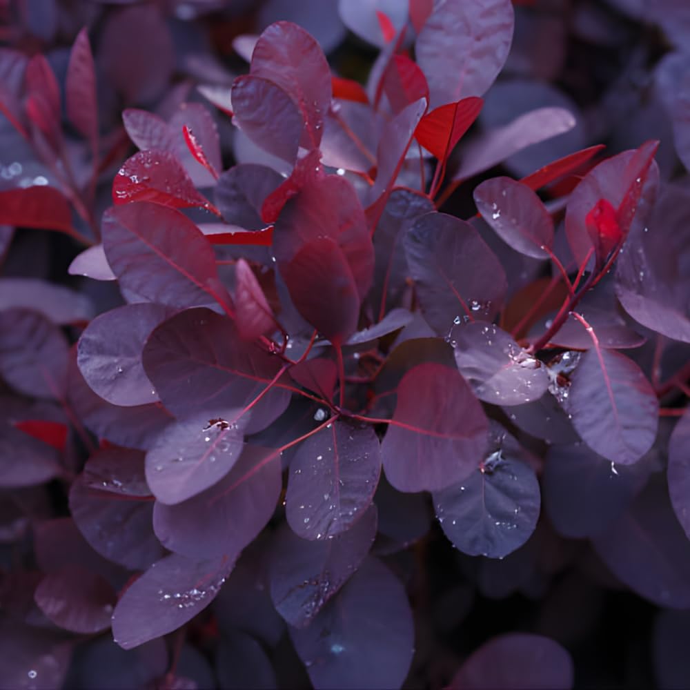 2 Purple Smoke Tree Plants Live, 12-18 Inch Tall in 4" Pot, Royal Purple Foliage Ornamental Shrub, Cold-Hardy Decorative Plant for Sun