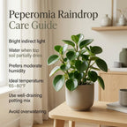 Raindrop Chinese Money Plant, 4" Pot, Stunning Indoor Plant for Home Décor, Robust Pet-Safe Houseplant with Unique Teardrop Leaves, Sturdy Upright Growth