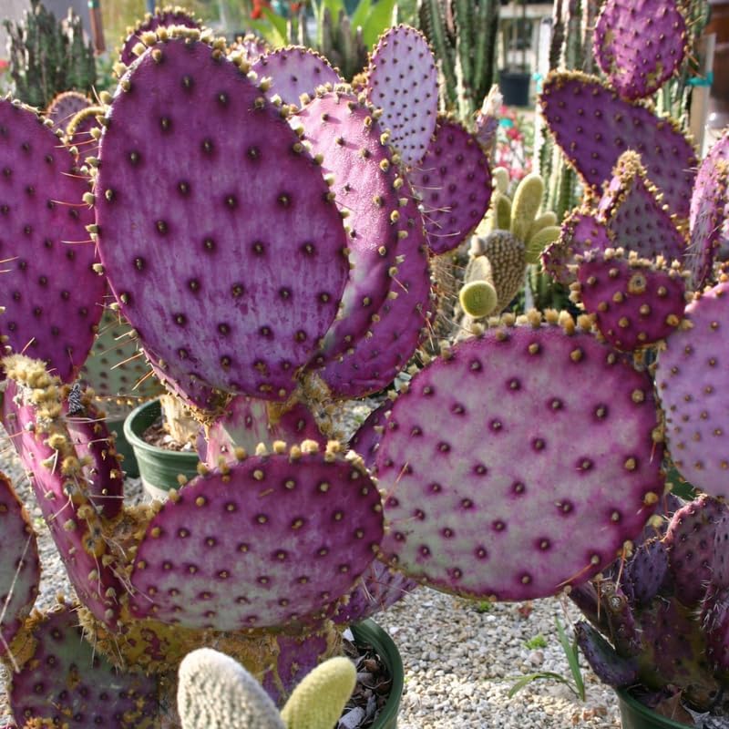 Purple Prickly Pear Cactus Plant in 3 Inch Potted| Live Purple Cactus | Low-Maintenance & Drought Resistant, Ideal for Home Décor, Patios, Landscaping, Succulent Gardens & Pots