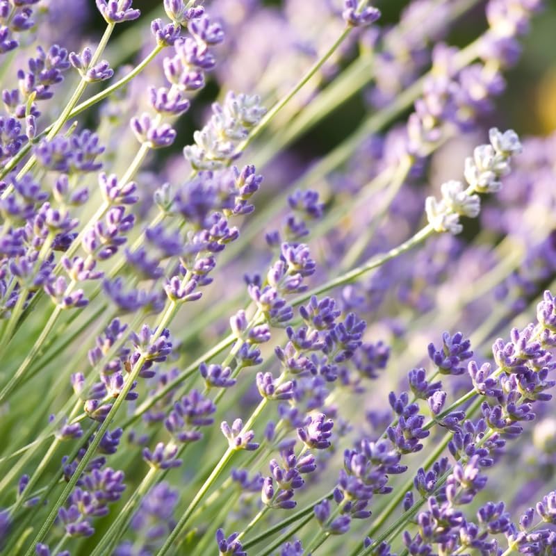 3 English Lavender Flower Plant, 3" Potted Plant, Easy Care Herb Garden Starter, Aromatic Purple Blossom Plant for Home and Office
