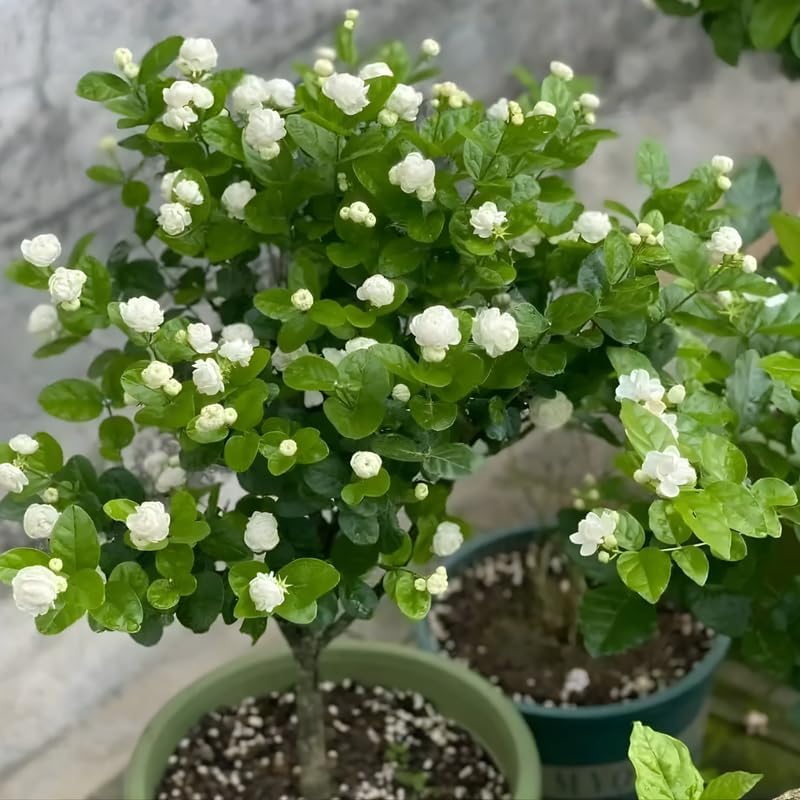 Jasmine Plant Live – Maid of Orleans in 4’’ Inch Pot | Jasmine Plant Indoor Live with White Blooms | Easy-Care Jasmin Plant for Home Decoration | Ideal for Living Spaces & Indoor Plant Collections