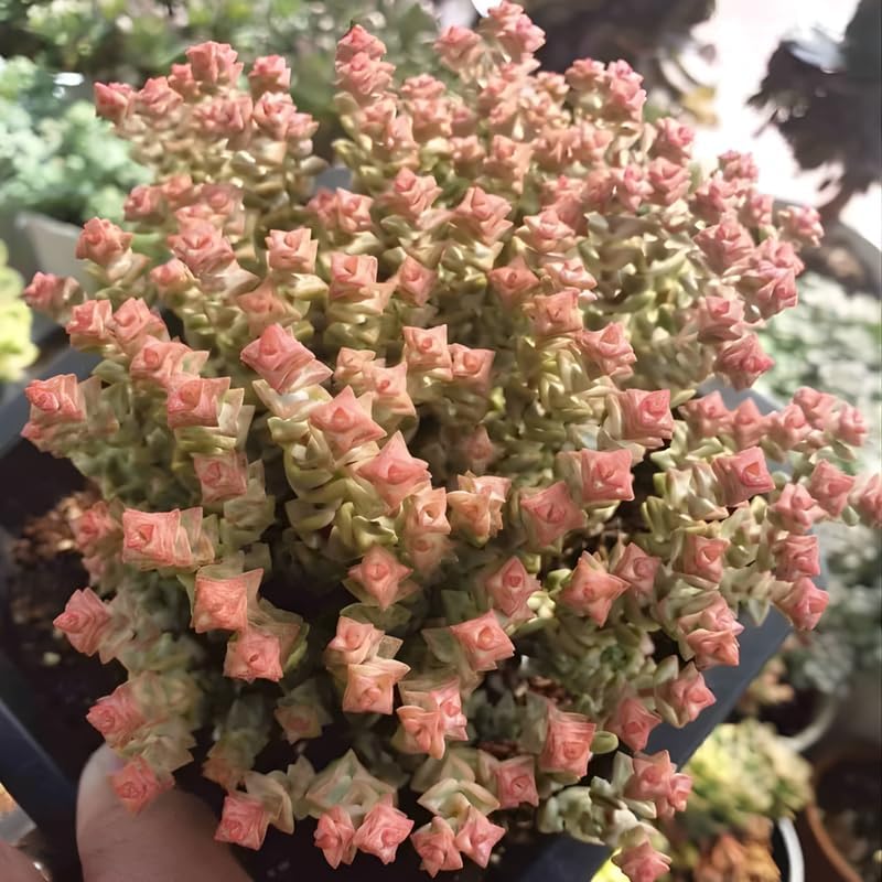 Baby’s Necklace Crassula Live Succulent in 4" Inch Pot | String of Buttons Type | Easy-Care Trailing Plant for Indoor Displays