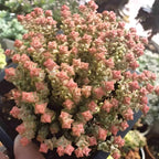 Baby’s Necklace Crassula Live Succulent in 4" Inch Pot | String of Buttons Type | Easy-Care Trailing Plant for Indoor Displays