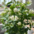 Maid of Orleans Jasmine Plant Live in 4 Inch Pot | Fragrant White-Blooming Jasmine | Easy to Grow Live Jasmine Plant for Indoor Home Décor