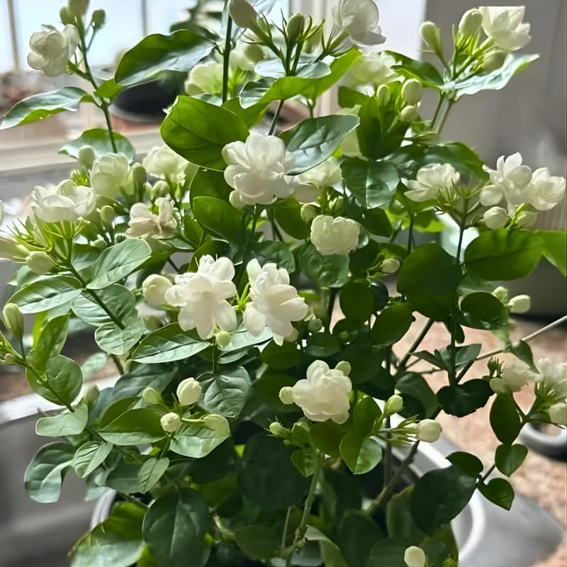 Maid of Orleans Jasmine Plant Live in 4 Inch Pot | Fragrant White-Blooming Jasmine | Easy to Grow Live Jasmine Plant for Indoor Home Décor
