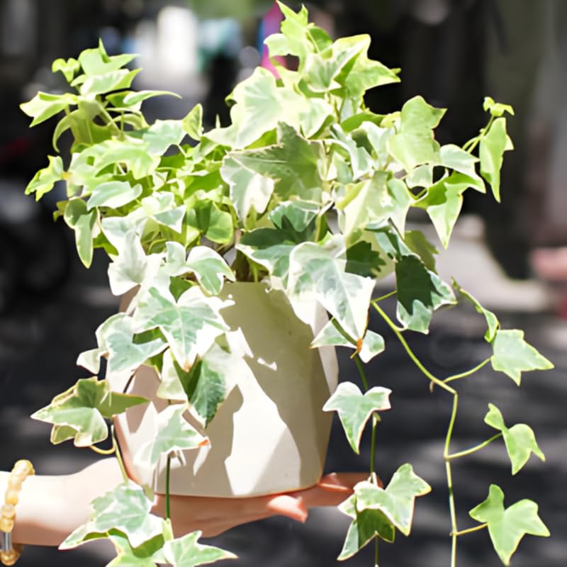 Glacier English Ivy Indoor Plant in 4” Inch Pot | Hardy Variegated English Ivy Live Plant for Home & Office Greenery | Low-Maintenance Glacier Ivy Houseplant for Desks, Windowsills & Hanging Displays
