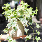 Glacier English Ivy Indoor Plant in 4” Inch Pot | Hardy Variegated English Ivy Live Plant for Home & Office Greenery | Low-Maintenance Glacier Ivy Houseplant for Desks, Windowsills & Hanging Displays