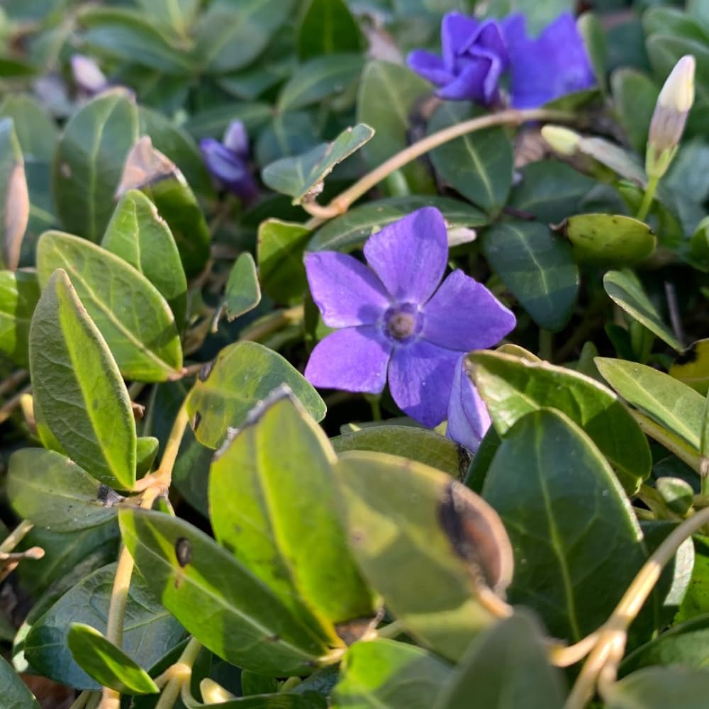 2 Vinca Minor Plants, Periwinkle Plants Live, 4" Container, Vigorous Creeping Groundcover for Backyard and Garden Rows