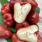 Rose Apple Tree Plant, Sweet Wax Red Jambu Fruit Tree | 30-36 Inches Potted Tropical Plant Seedling | Syzygium Jambos with Early Fruiting Potential for Home Growers | No Ship to CA,HI,AK