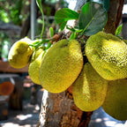 (No Ship to CA,HI,AK) Jackfruit Tree Plant, 3 Feet Size, 3 Gallon Pot, Well-Rooted Tropical Tree, Low Maintenance Fruit Plant for Sunny Outdoor Spots