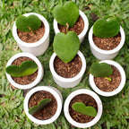 Hoya Kerrii Heart Plant Live, 2 Inch Pot, Hoya Plants Live Houseplants, Unique Indoor Succulent for Desks and Gifts