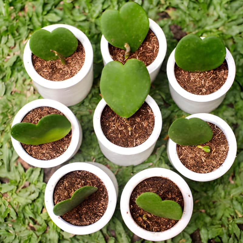 Hoya Kerrii Heart Plant Live, 2 Inch Pot, Hoya Plants Live Houseplants, Unique Indoor Succulent for Desks and Gifts