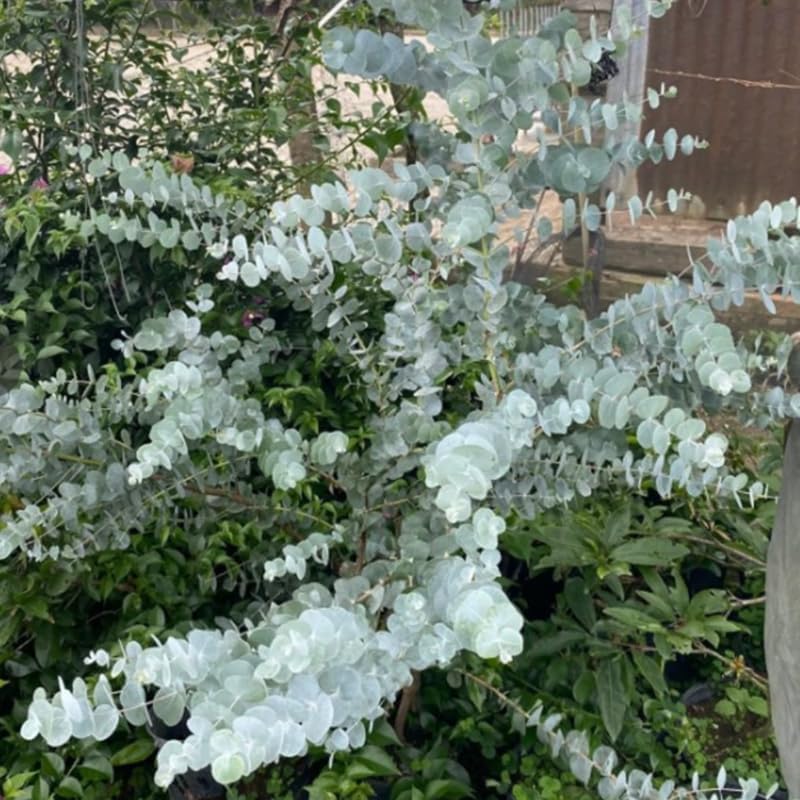 Eucalyptus Silver Dollar Plant, 6 Inch Bare Root Seedlings, Low Maintenance Aromatic Evergreen, Robust Well-Rooted Starter Plants