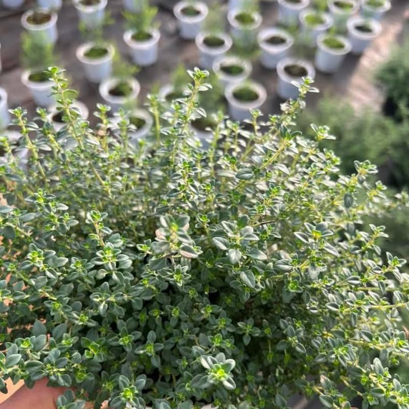 Lemon Thyme Plant, 4 Inch Size, Low Maintenance Edible Groundcover for Sunny Kitchen Gardens and Patios