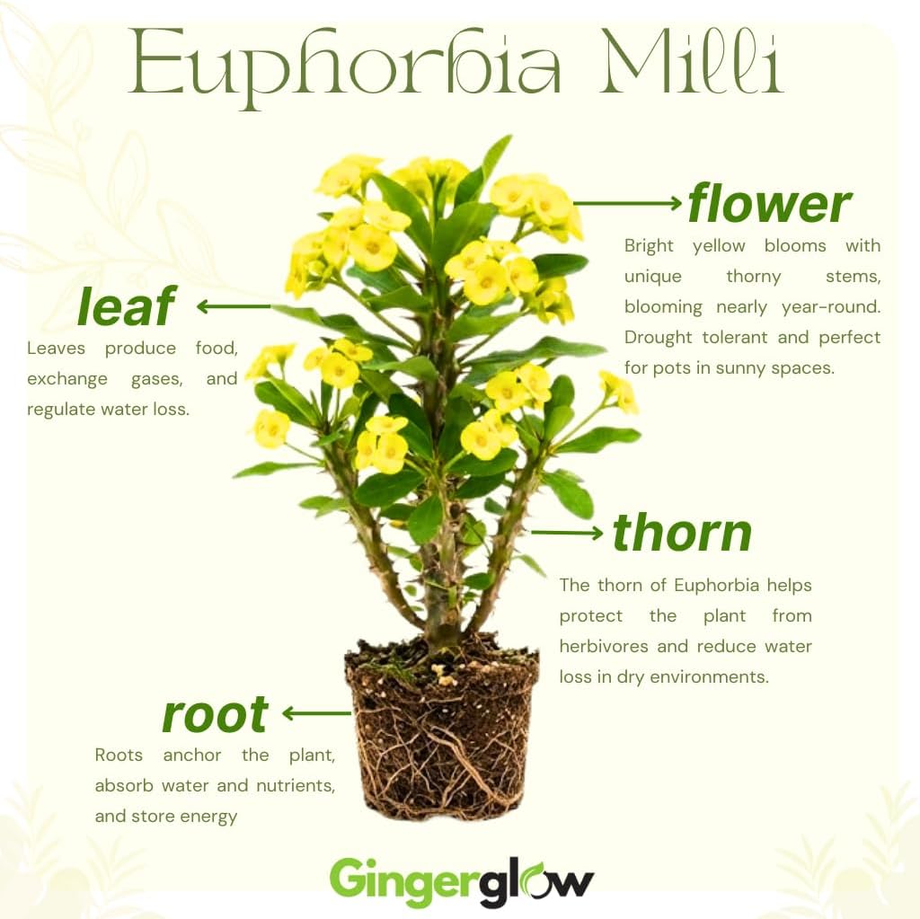 2-Plant Set Euphorbia Milii Live Plant | Crown of Thorns Houseplant | 4 to 8 Inch Tall, Easy to Grow Indoor or Outdoor Decorative Plant, Home Office, Patio Garden