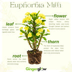 2-Plant Set Euphorbia Milii Live Plant | Crown of Thorns Houseplant | 4 to 8 Inch Tall, Easy to Grow Indoor or Outdoor Decorative Plant, Home Office, Patio Garden