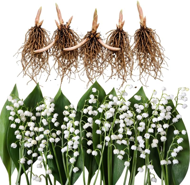 5 Lily of The Valley Plant Bare Roots, Hardy Perennial May Lily, Easy to Grow Fragrant Flower for Outdoor Garden