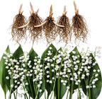 5 Lily of The Valley Plant Bare Roots, Hardy Perennial May Lily, Easy to Grow Fragrant Flower for Outdoor Garden