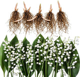 5 Lily of The Valley Plant Bare Roots, Hardy Perennial May Lily, Easy to Grow Fragrant Flower for Outdoor Garden