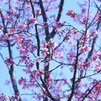 Okame Cherry Tree Live Plant, 6-12 Inch Tall Starter Plant, Japanese Cherry Blossom Tree, Easy Care Flowering Tree for Planting Outdoors