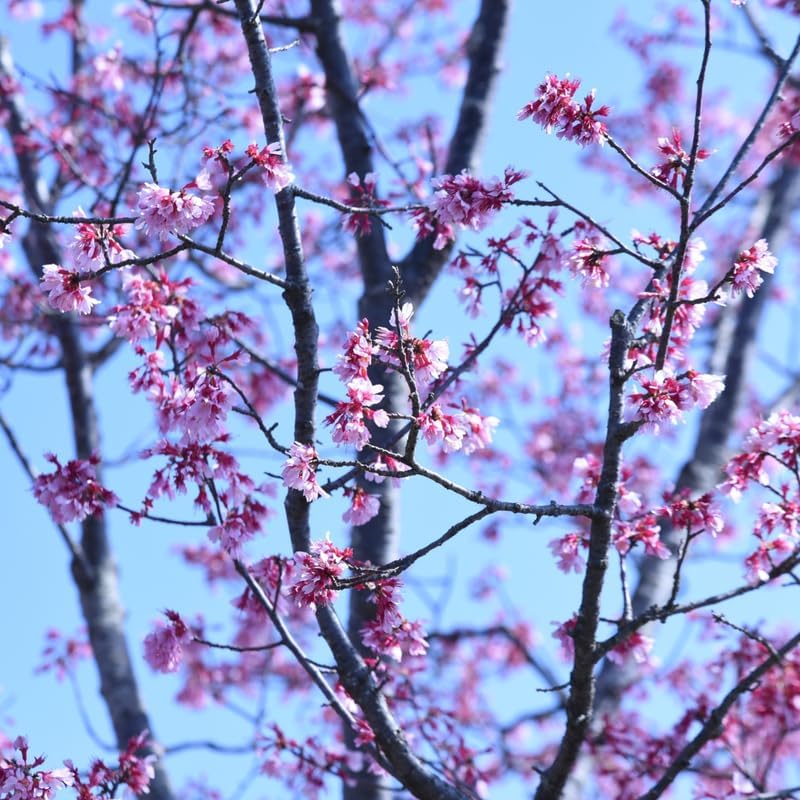 Okame Cherry Tree Live Plant, 6-12 Inch Tall Starter Plant, Japanese Cherry Blossom Tree, Easy Care Flowering Tree for Planting Outdoors