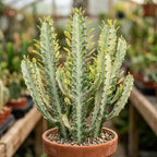 African Milk Tree, 3 Inch Potted Euphorbia Trigona, Low Maintenance Indoor Succulent with Upright Stems for Home & Office Decor