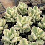 Variegated Bear Paw Succulent Plant Live, 2" Cotyledon Tomentosa Potted, Vigorous Houseplant, Easy to Care Drought Tolerant Decor