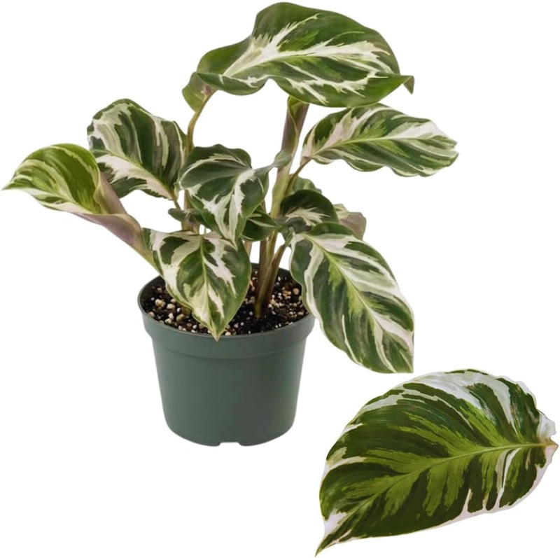 Calathea Plant Live, 4 Inch Tall Stella Calathea Live Plant, Easy to Grow, Low Light Tropical Plant for Indoor Displays