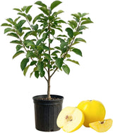 Golden Delicious Apple Tree Live Plant in 3 Gallon Pot, Fast Growing Apple Trees Live Plants Ready to Fruit, Perfect for Home Backyard and Garden (No Ship to CA, HI, AK)
