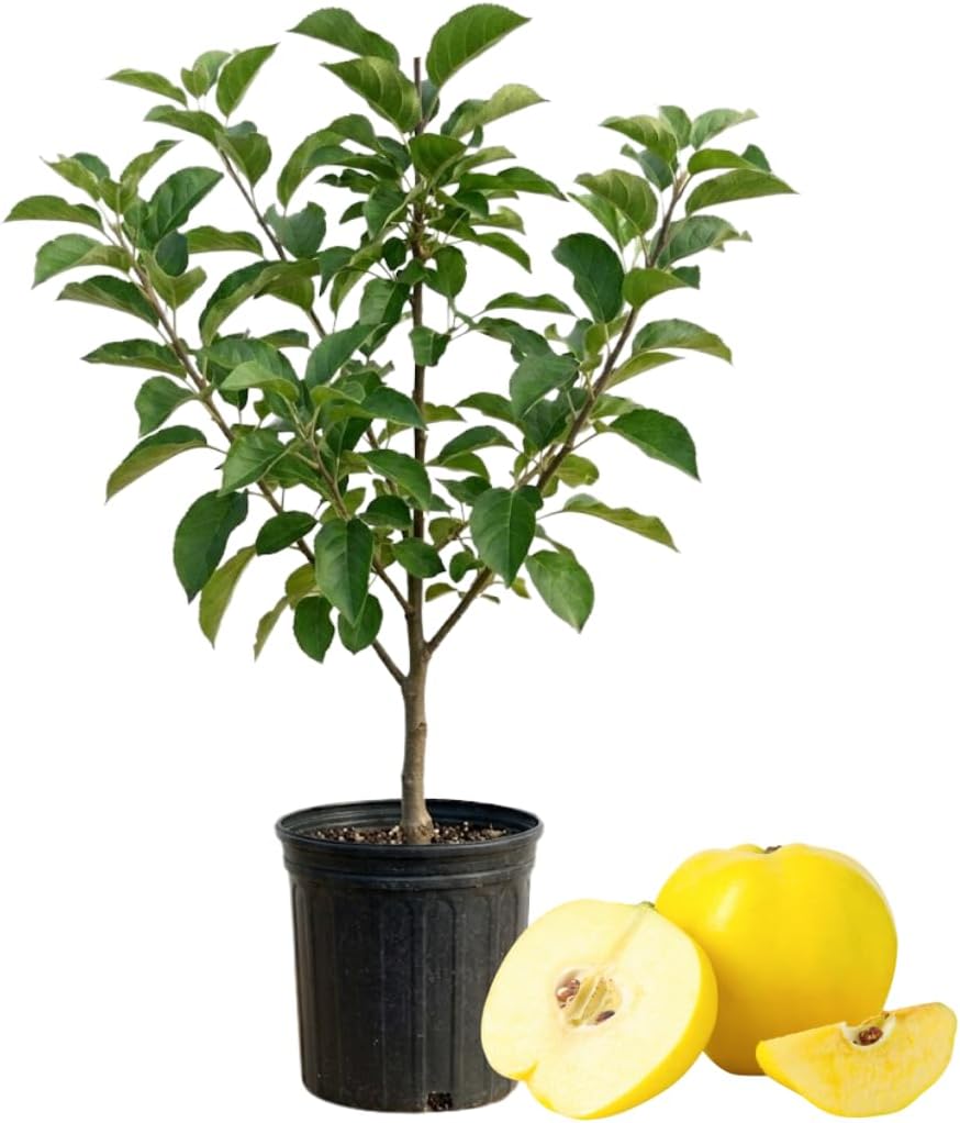(No Ship to CA, HI, AK) Golden Delicious Apple Tree Live Plant in 3 Gallon Pot, Fast Growing Apple Trees Live Plants Ready to Fruit, Perfect for Home Backyard and Garden