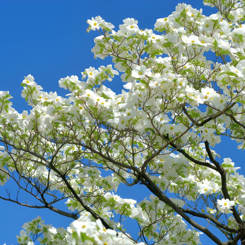 2 White Kousa Dogwood Tree, 12-18 Inch in Quart Pot, Low Maintenance Deciduous Tree, Vigorous Growth Habit with Vibrant Red Autumn Foliage