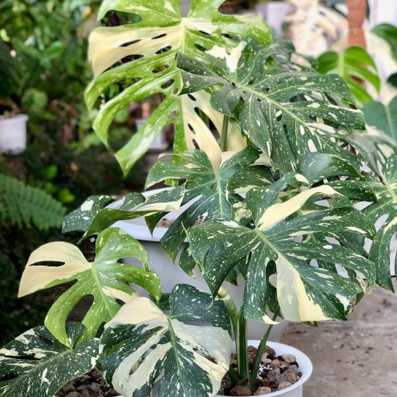 Monstera Thai Constellation Live Plant 4 Inch Tall | Variegated Monstera Plant Live | Tropical Indoor Houseplant for Shelf, Desk or Living Space