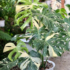 Monstera Thai Constellation Live Plant 4 Inch Tall | Variegated Monstera Plant Live | Tropical Indoor Houseplant for Shelf, Desk or Living Space