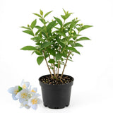 Mock Orange Shrub Live Plant, 4-6" Tall, Cold-Hardy Deciduous Bush for Home Landscapes, Sweet Citrus Scented White Spring Blooms & Low Maintenance Hedge