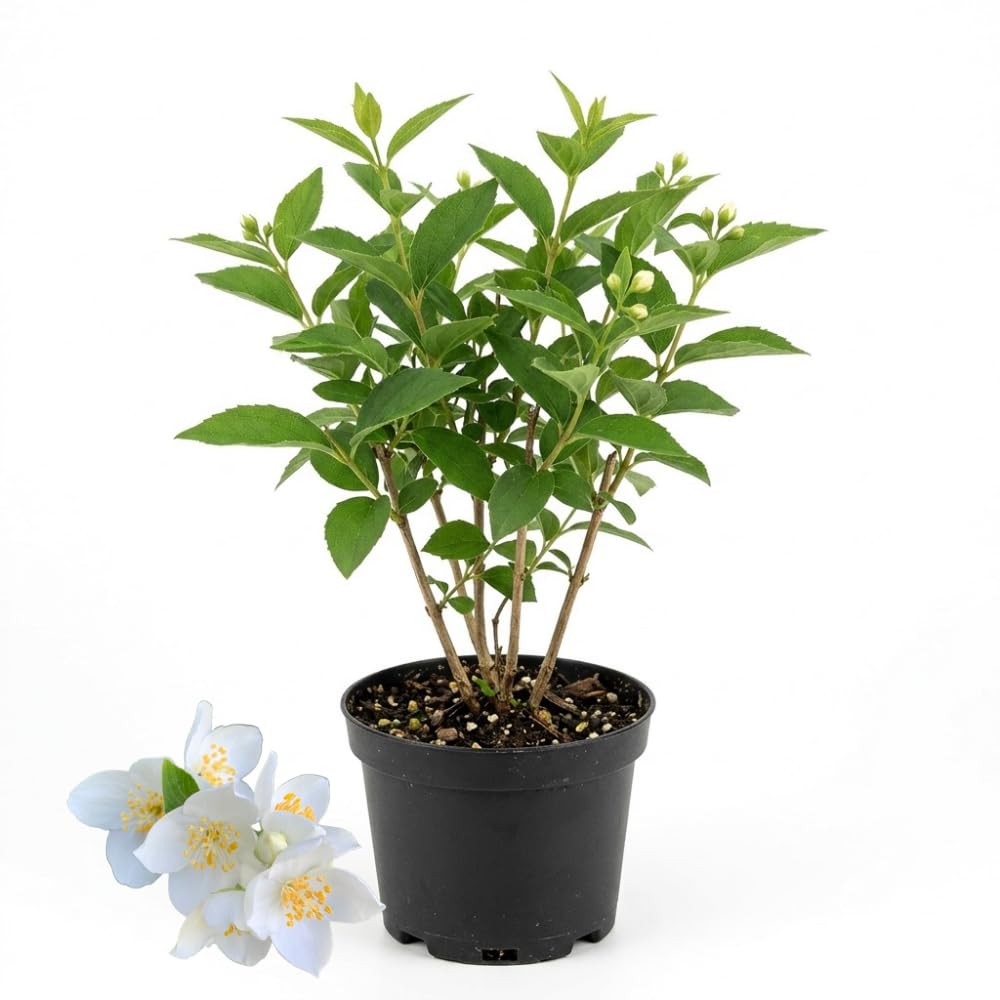 Mock Orange Shrub Live Plant, 4-6" Tall, Cold-Hardy Deciduous Bush for Home Landscapes, Sweet Citrus Scented White Spring Blooms & Low Maintenance Hedge