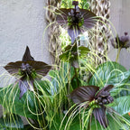 Black Bat Flower - Tacca Chantrieri 4 Inch Tall | Rare Flower Live Plant | Eye-Catching Indoor Decor & Suitable for Gifts for Plant Enthusiasts | Easy to Grow