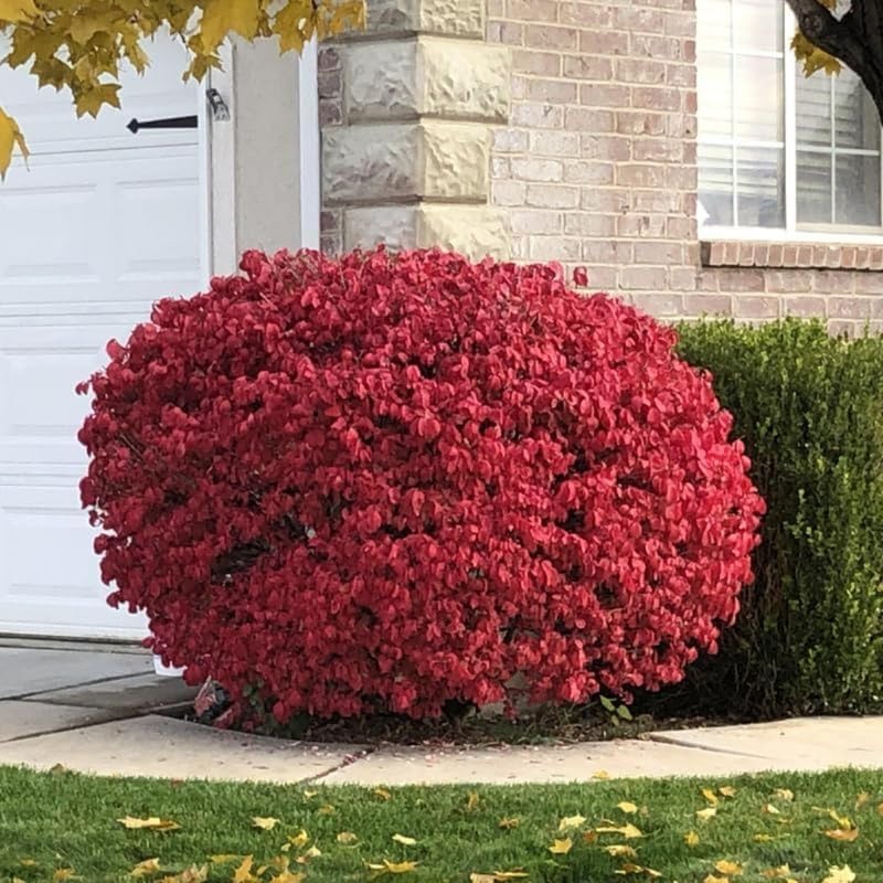 5 Burning Bush Shrub Live Plant | 6 – 12 Inch Tall | Easy-Growing Landscape Shrub with Bright Red Fall Leaves