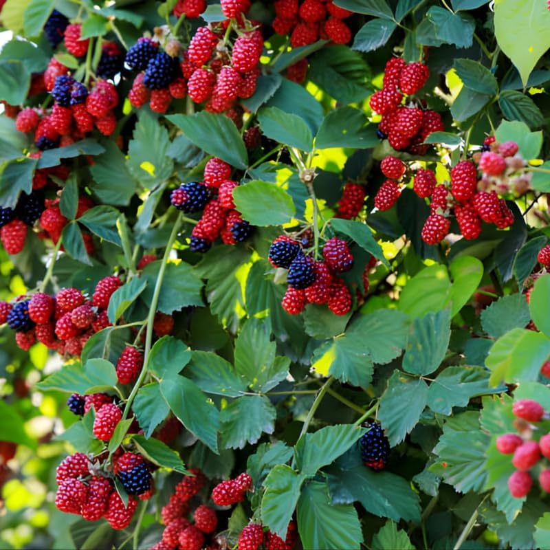 Live Raspberry Plants Live for Planting, 7" Bare Root Seedling, Cold-Hardy Rubus Idaeus Deciduous Shrub, Well-Rooted Starter Plant for Home Orchard