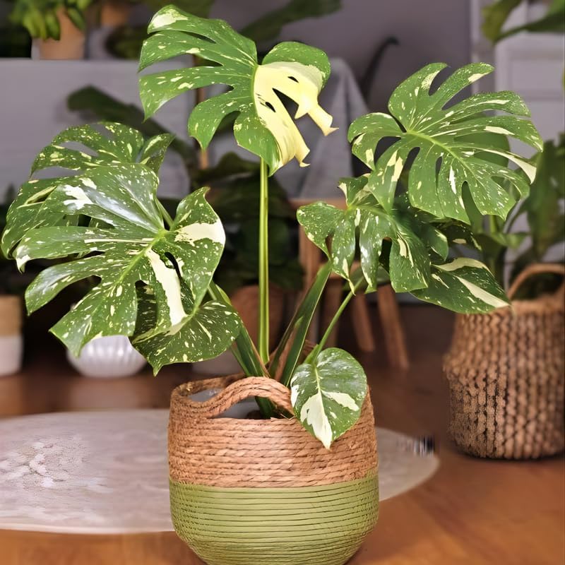Thai Constellation Monstera Live Plant 4 Inch Tall | Variegated Monstera Plant Live with Creamy White Speckles for Indoor Home Décor