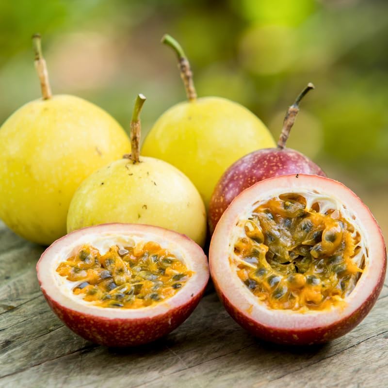 (No Ship to CA, HI, AK) Live Red Passion Fruit Tree Plant - 1 to 2 Feet Tall in 1 Gallon Pot, Cold Hardy Passionfruit Fruit Trees Live Plants for Outdoor Garden
