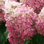 2 PeeGee Hydrangea Tree Live Plants | 1-2ft Bare Root Seedlings | Low Maintenance Flowering Deciduous Shrub
