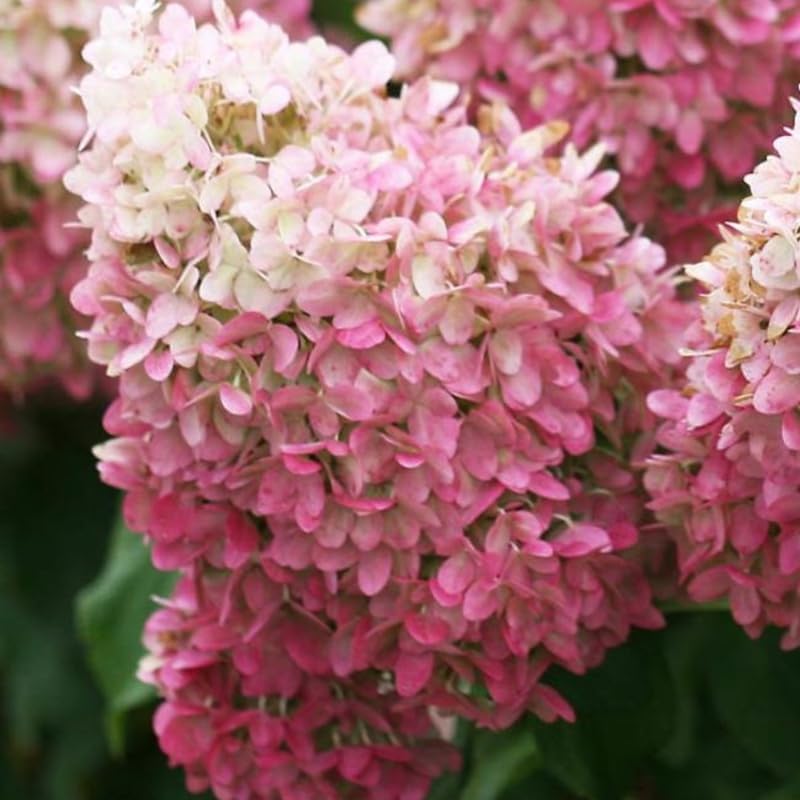 2 PeeGee Hydrangea Tree Live Plants | 1-2ft Bare Root Seedlings | Low Maintenance Flowering Deciduous Shrub