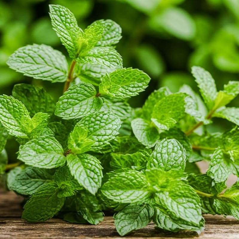 Chocolate Mint Plants Live Outdoor and Garden, Mint Plants Live in 3-Inch Pot, Cold-Hardy Mint Herb for Patios, Containers, and Ground Cover