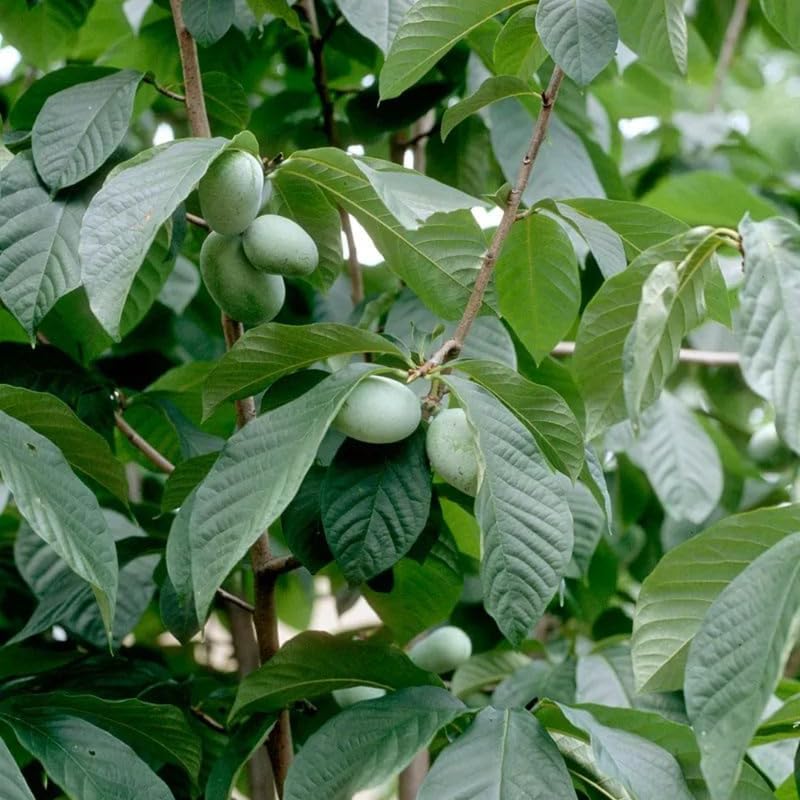2 Pawpaw Tree Live Plants | 1-2ft Bare Root Seedlings | Low Maintenance Deciduous Fruit Shrub | Robust Well-Rooted Native Plants for Garden