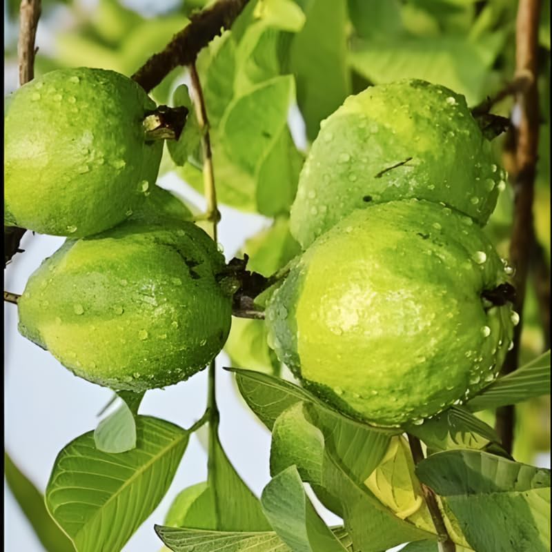 (No Ship to CA,HI,AK) Guava Tree Live Plant - Thai White Guava, 3 Gallon Pot, 2-3 Feet Tall, Tropical Fruit Tree Live Plants for Backyard and Large Containers