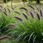 Black Fountain Grass Plants, 4 Inch Tall Fountain Grass, Ready to Grow, Perennial Ornamental Grasses for Gardens and Landscapes