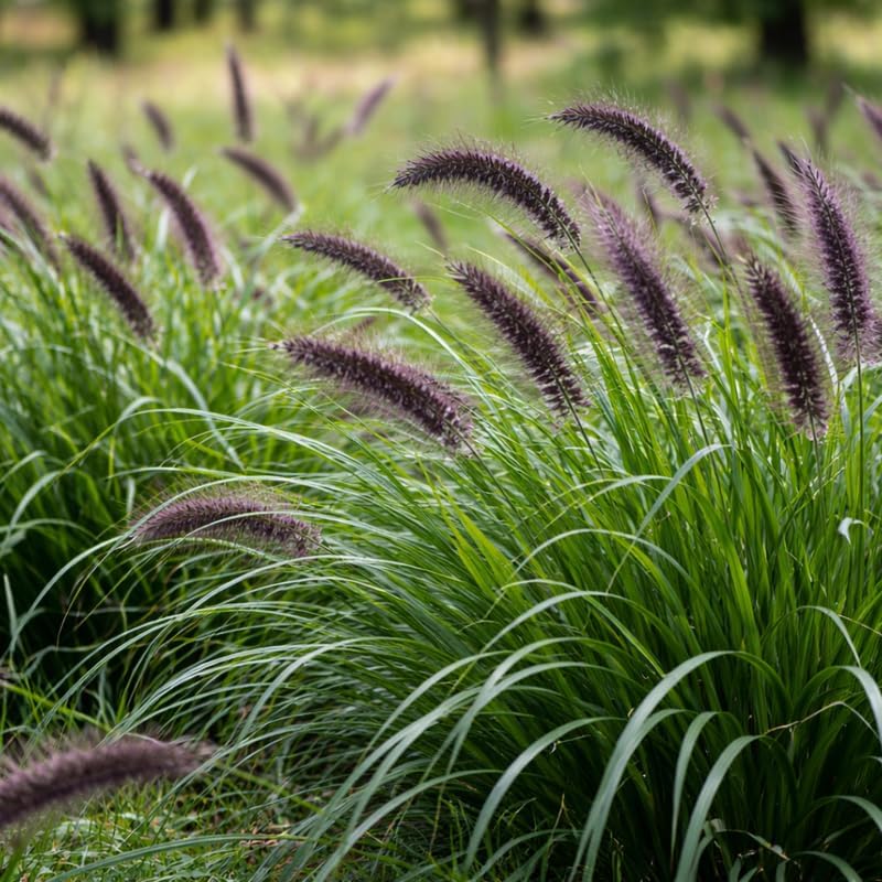 Black Fountain Grass Plants, 4 Inch Tall Fountain Grass, Ready to Grow, Perennial Ornamental Grasses for Gardens and Landscapes