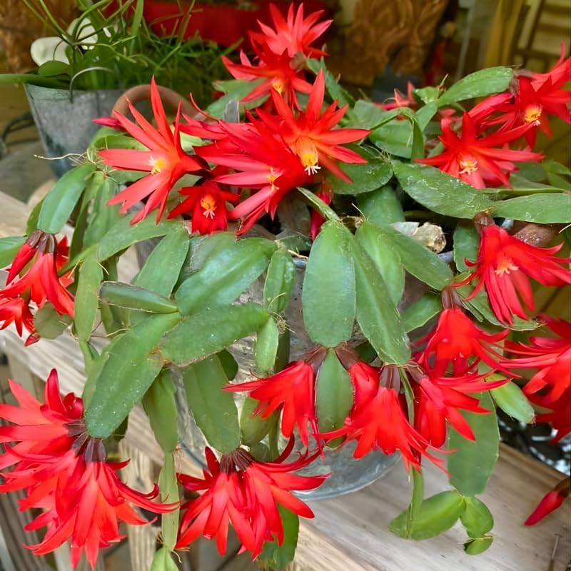 Red Easter Cactus Live Plant | Spring Easter Cactus 3 Inch Tall | Vibrant Red Blooms | Easter Cactus Plants Live for Desk, Shelf or Gift
