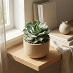 Live Succulent Plant, Variegated Agave in 4 Inch Pot, Low Maintenance Succulent for Bright Windowsills - Striking Blue-Green & Cream Foliage